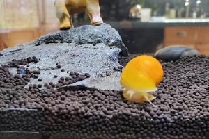 mystery snail Thumbnail