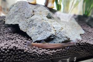 black kulhi loach Thumbnail