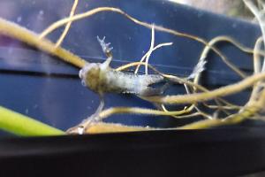 African dwarf frog Thumbnail