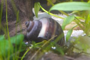 mystery Snail  Thumbnail