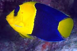 Bicolor angelfish Thumbnail