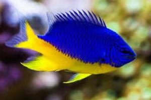 Azure Damselfish Thumbnail