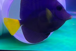 Purple Tang Thumbnail