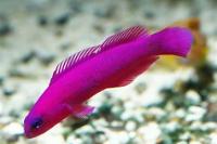 Orchid Dottyback Thumbnail