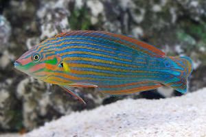 Melanarus Wrasse Thumbnail