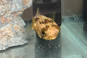 Porcupine Puffer Thumbnail