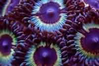 Vampire In Drag Zoanthids Thumbnail