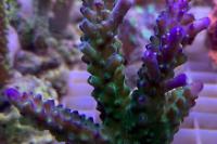 Acropora joker Thumbnail