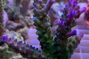 Acropora joker