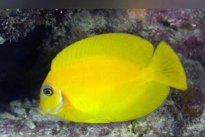 Yellow Mimic Tang Thumbnail