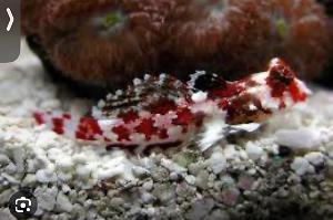 Red Scooter Blenny Thumbnail