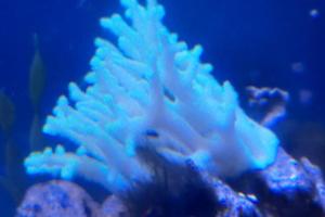 Mixed reef 65 Thumbnail