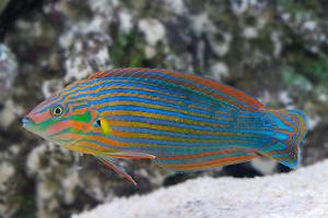 Melanarus Wrasse Thumbnail