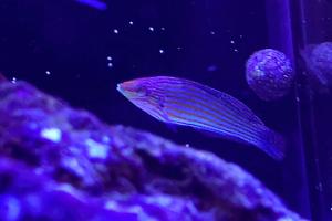 Melanurus wrasse Thumbnail