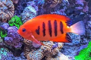 Flame Angelfish Thumbnail