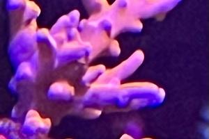 TNT anacropora Thumbnail