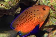 Rusty Angelfish Thumbnail