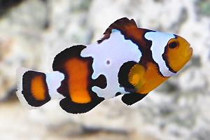 Snowflake Clown Fish Thumbnail