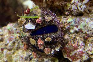 Tuxedo Urchin Thumbnail