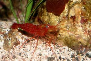 peppermint shrimp Thumbnail