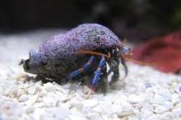 blue legged hermit crab Thumbnail