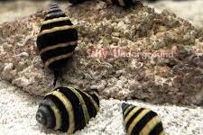 Bumble bee snail  Thumbnail