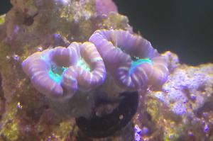 candy cane coral Thumbnail