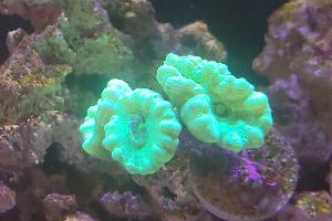 candy cane coral Thumbnail