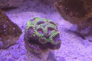 brain coral Thumbnail