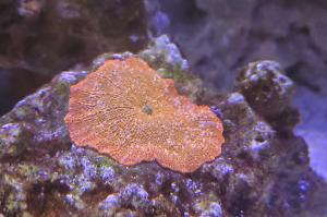 mushroom coral Thumbnail