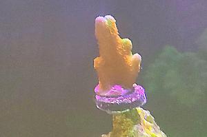 montipora digitata Thumbnail