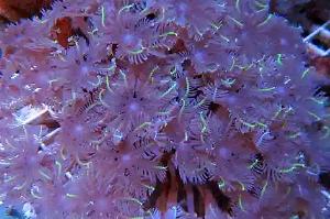 Clove polyps Thumbnail