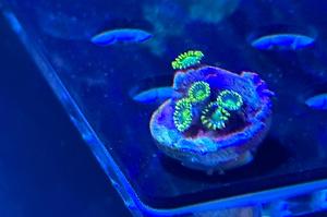 Radioactive dragon eyes zoa Thumbnail