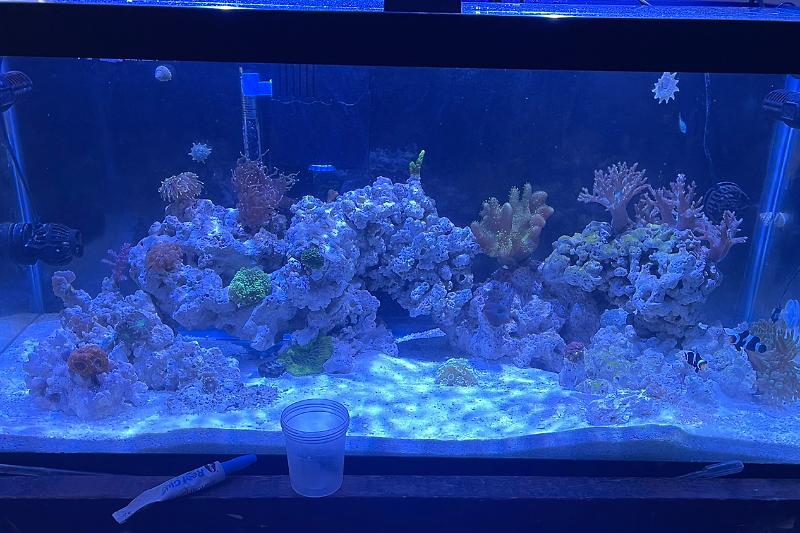 40b mixed reef Thumbnail