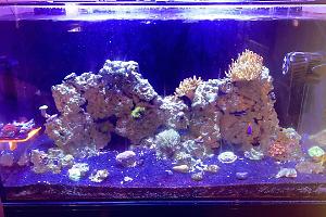 Reef tank Thumbnail