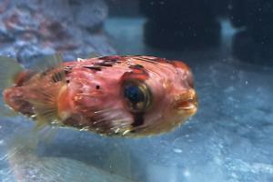 Porcupine Puffer Thumbnail