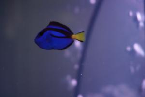 Blue hippo tang Thumbnail