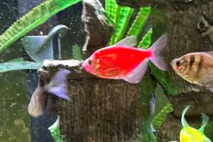 Aq glo fish tetra Thumbnail