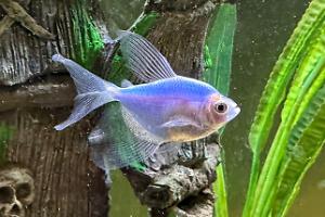 Glo blue tetra Thumbnail