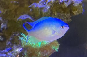 Chromis, blue/green black axil Thumbnail