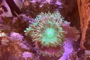 Duncan green coral Thumbnail