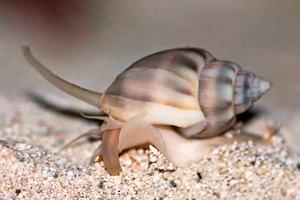 Nassarius snails Thumbnail