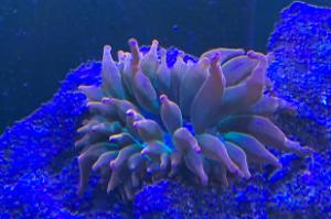 Rose Bubbletip Anemone Thumbnail