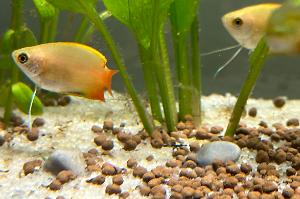 Honey Gourami  Thumbnail