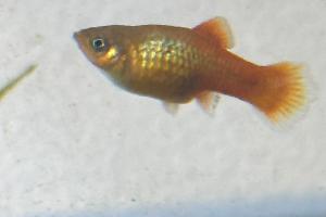 Platy Thumbnail