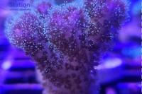 Pocillopora damicornis 'bicolor' Thumbnail