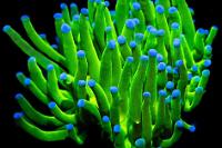 Euphyllia blue tipped neon torch  Thumbnail