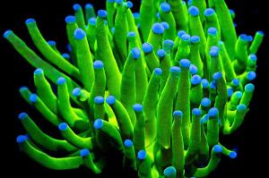 Euphyllia blue tipped neon torch