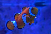 Clownfish Thumbnail