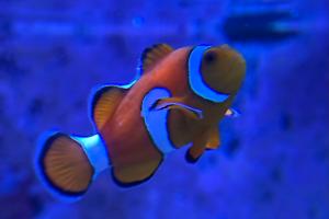 Clownfish